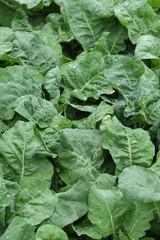 green lettuce vegetable of hydroponic cultivation