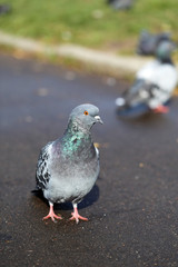 wild pigeon