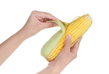 peeling sweet corn isolate on white