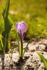 Obraz premium Crocus flower