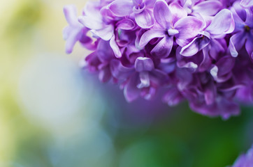 Lilac flowers background