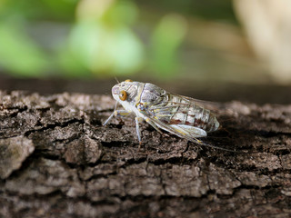 Large cicada