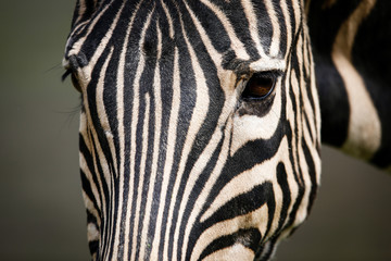 Detail of zebra head and eyes