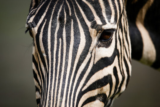 Fototapeta Detail of zebra head and eyes