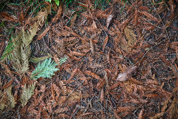 Фон из осенней листвы