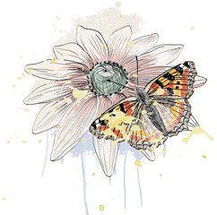 butterfly and daisy