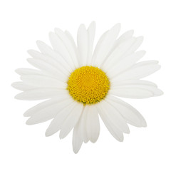 White daisy camomile flower on a white background