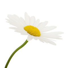 White daisy camomile flower on a white background