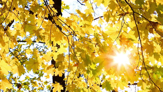  yellow autumn leaves of a maple
