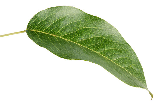 Green pear leaf isolated on white background