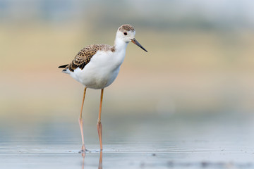 Juvenile Black-winged Stilt