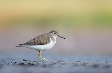 Common Sandpiper