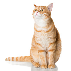 Beautiful orange cat