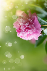 blooming peony