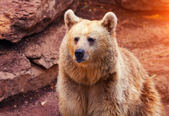 Far Eastern wild bear walk near rock