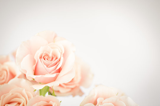 Fototapeta Peach rose cluster  with vignette
