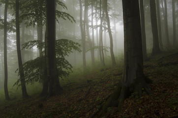 dark green forest with fog