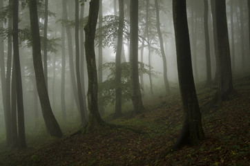 green forest with beautiful light
