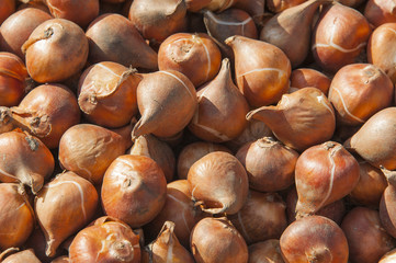 Obraz premium Blumenzwiebeln