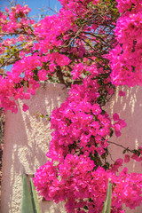 Beautiful bougainvillea on old traditional White House in