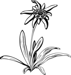 Edelweiss flower with leaves. Vector tattoo illustration