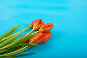 Flowers red tulips on blue sky background