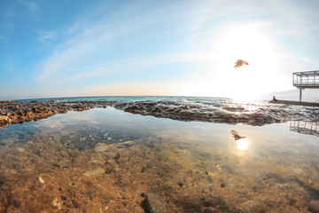 Birds fly over sea water at sunset