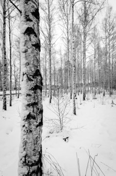 Winter birch tree forest in vertical view
