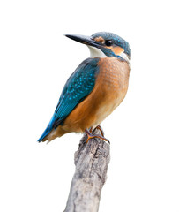 Common Kingfisher On White