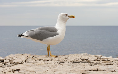 Fototapeta na wymiar Seagull standing on sea stone