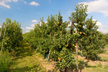 Fototapeta na wymiar Low apple trees