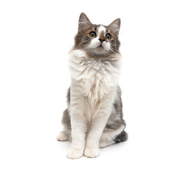 Obraz premium kitten (age 4.0 months) sitting isolated on white background