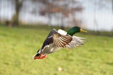 Mallard, Anas platyrhynchos