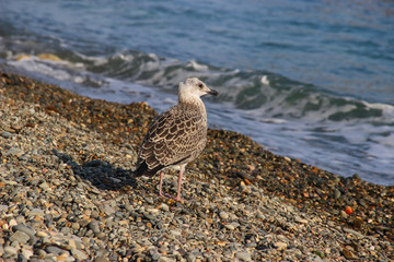 seagull