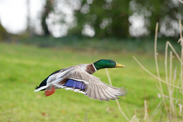 Obraz premium Mallard, Anas platyrhynchos