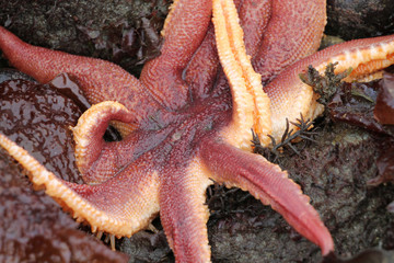 Orange Sun Star - Solaster stimpsoni