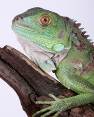 Green Iguana