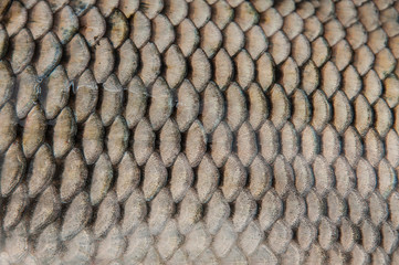 Naklejka premium Fish scales close-up.