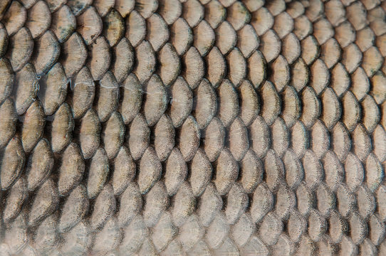 Fish scales close-up.