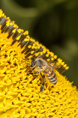 Bee on sunflower