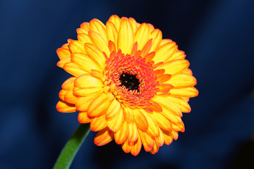 The Gerbera (Barberton Daisy)