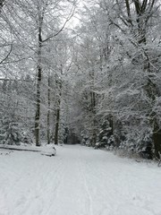 winter im wald