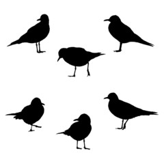 Sea-gulls in poses vector illustration