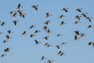 a flock of geese Anser albifrons