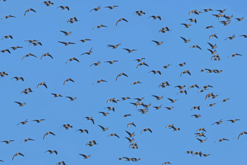 a flock of geese Anser albifrons