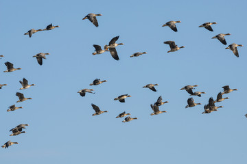 a flock of geese Anser albifrons