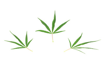 Three green cannabis leaf