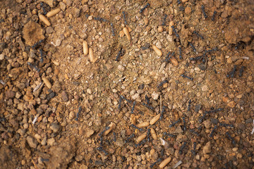 Ant Colony