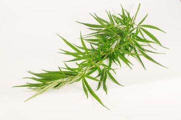 Green cannabis branch