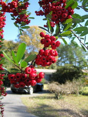 Bacche di biancospino